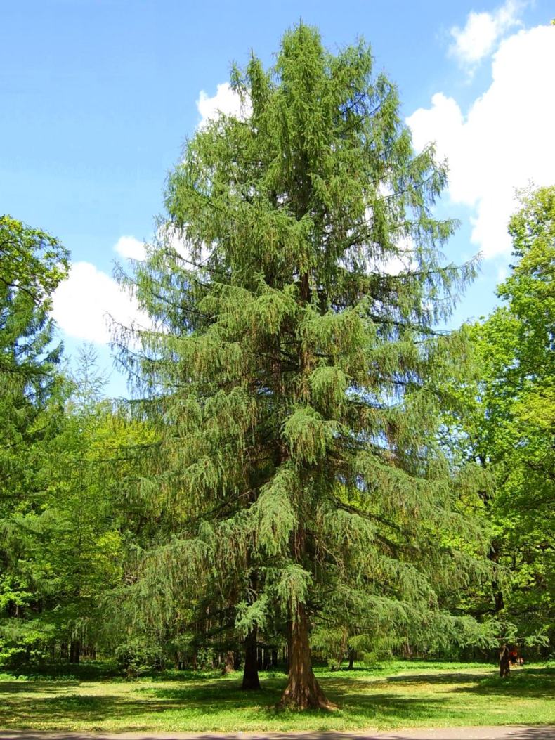 Lärche – Nadelbaum oder Laubbaum?