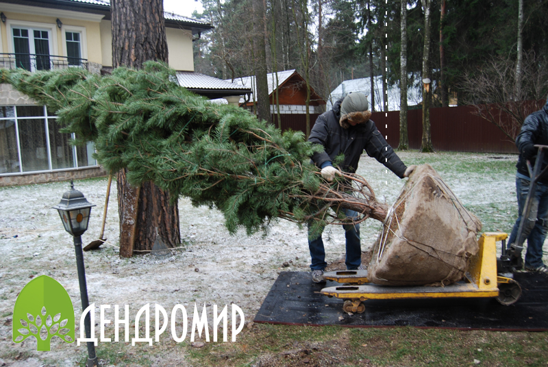 Pflanzung von Großbäumen im Winter