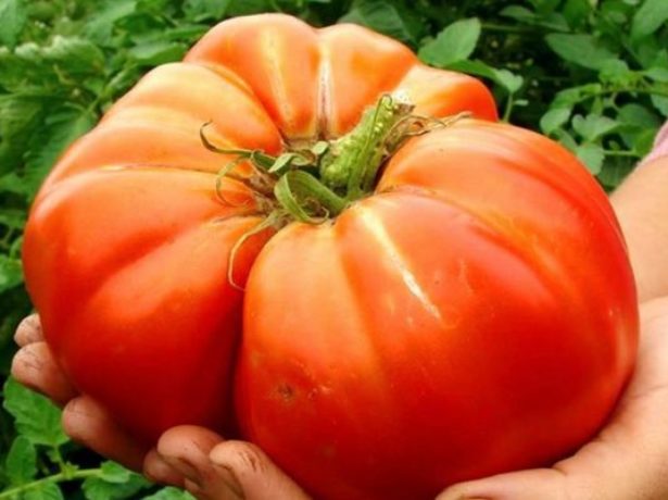 Große Tomaten für den Freilandanbau in Sibirien