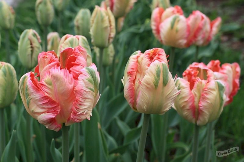 Spätblühende Tulpenarten in Bildern