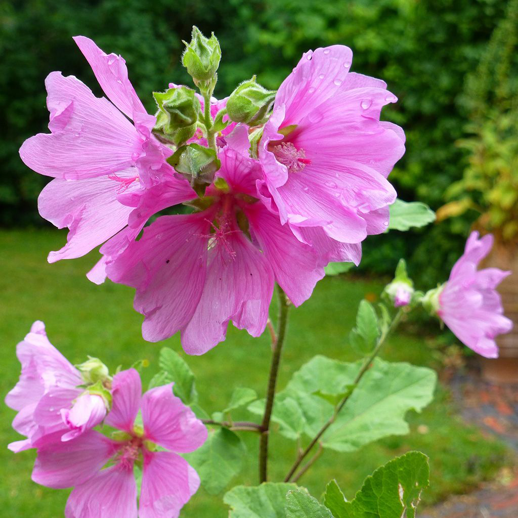 Lavatera mehrjährig, was ist darüber bekannt?