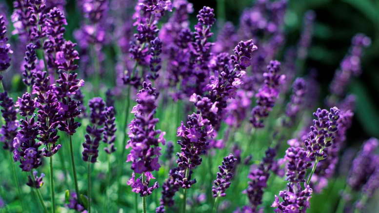 Lavendel: Anbau und Pflege im Freiland