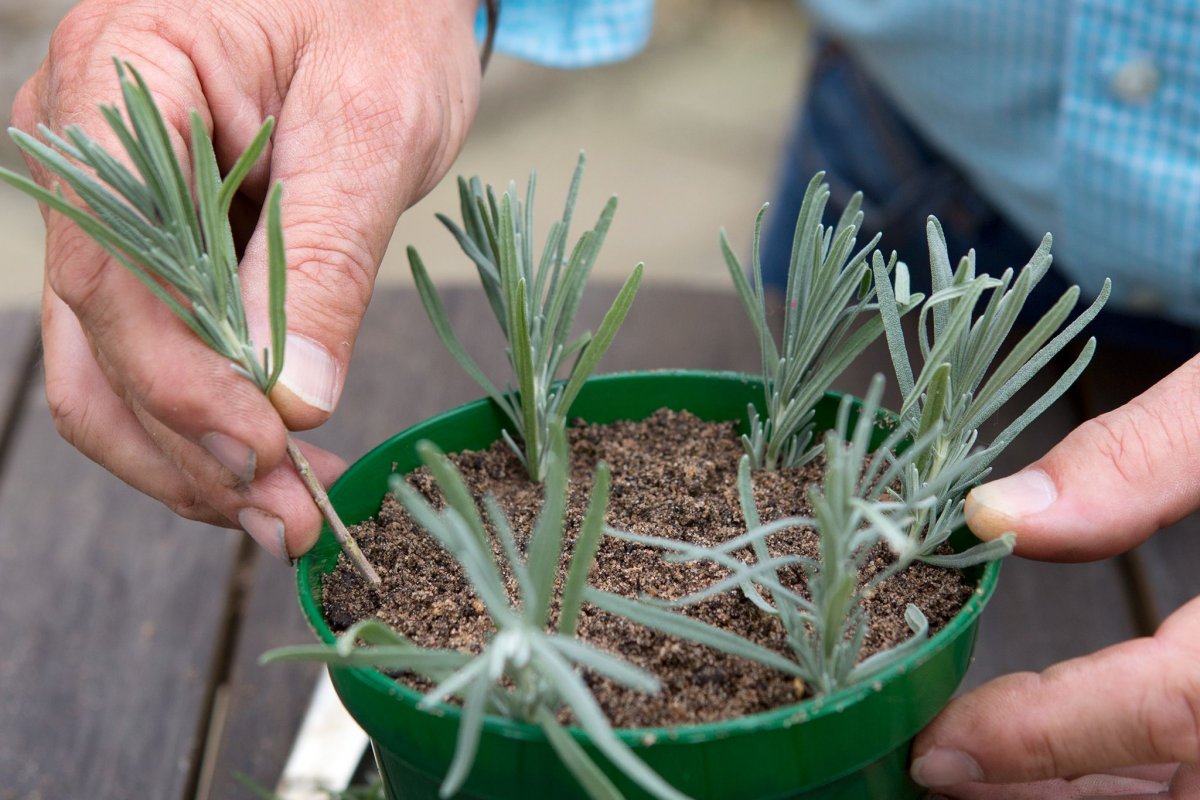 Vermehrung von Lavendel durch Stecklinge zu Hause