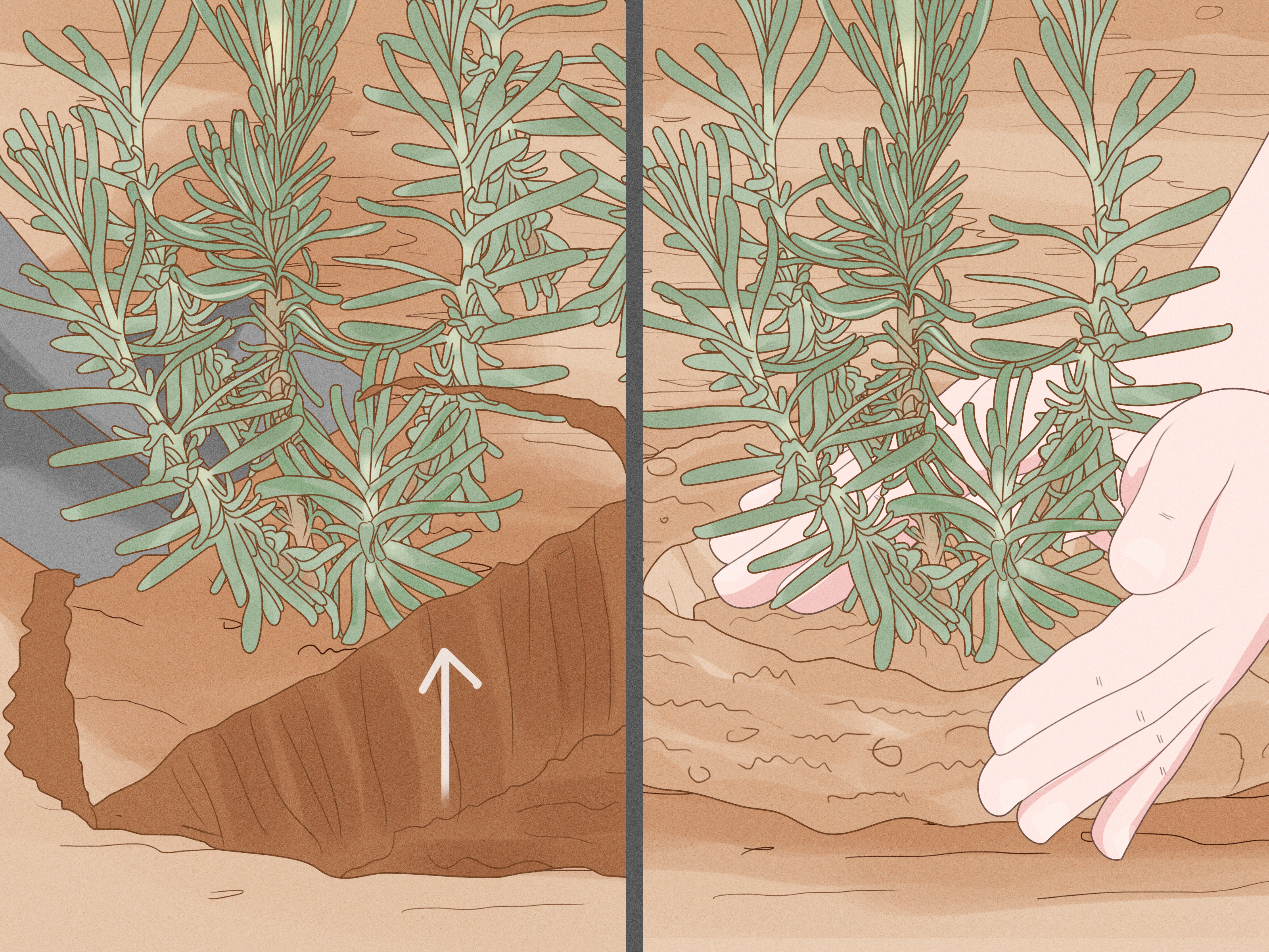 Vermehrung von Lavendel durch Stecklinge zu Hause im Herbst