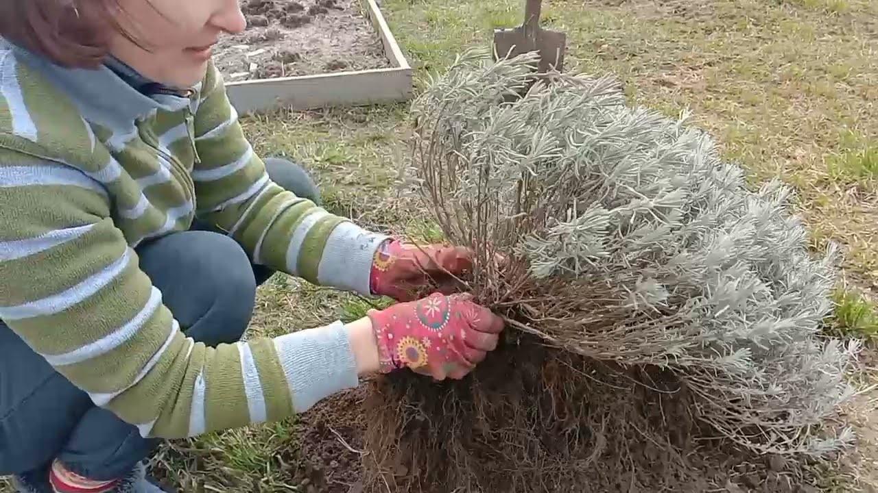 Aussaat von Lavendel im Winter ins Freiland