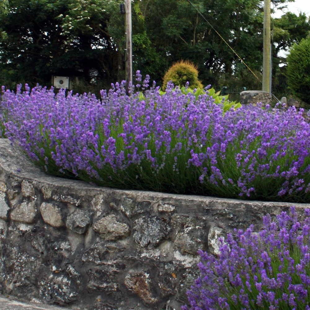 Lavendel im Freiland überwintern