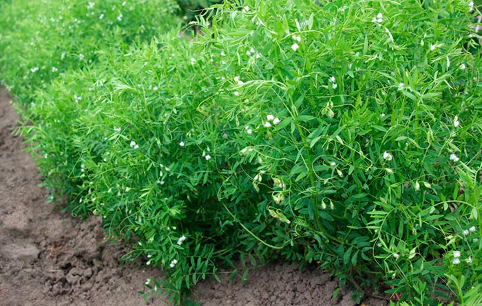 Linsen – Anbau im Garten