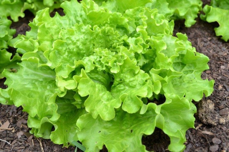 Salatsorten für die Pflanzung im Freiland