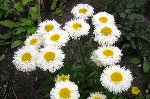 Leukanthemum – Anbau aus Samen – wann pflanzen?