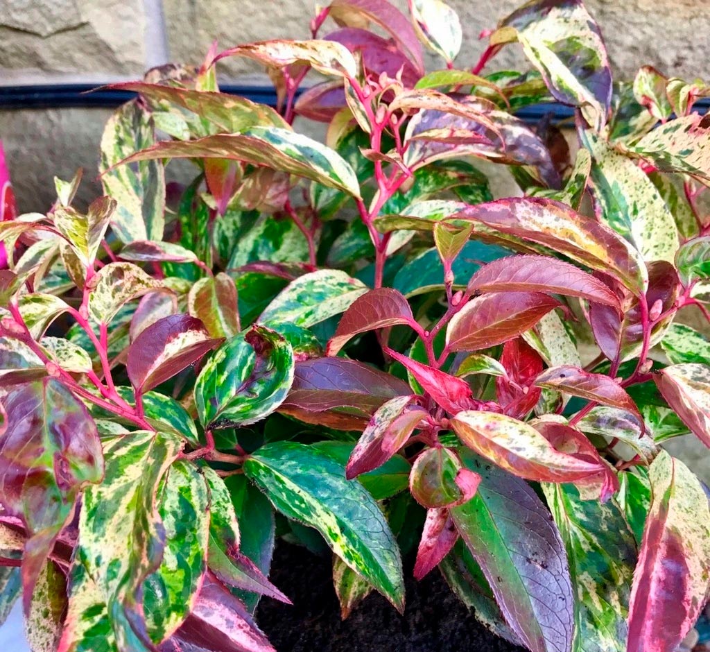 Leucothoe Rainbow – Pflanzung und Pflege