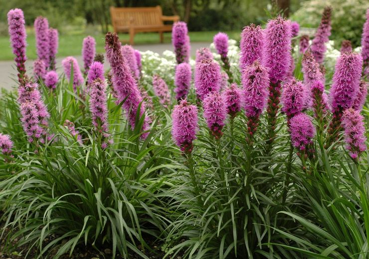 Liatris: Pflanzen und Pflege im Freiland
