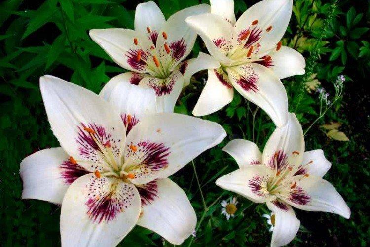 Lilien: Anbau und Pflege im Freiland