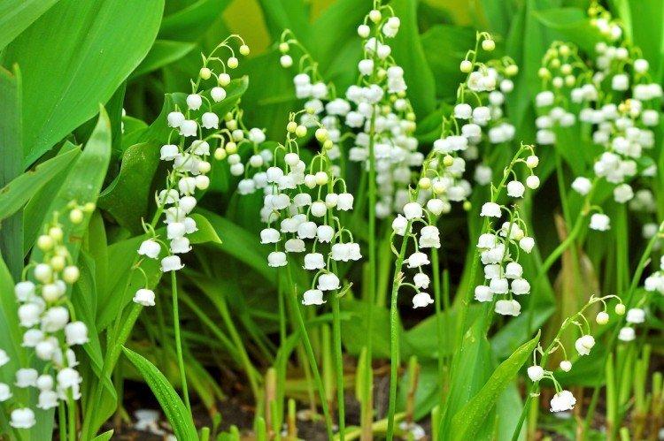 Maiglöckchen pflanzen und pflegen im Freiland