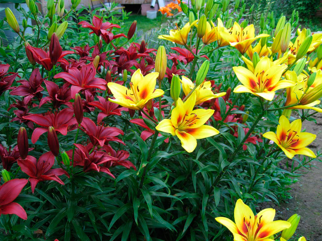 Gartenlilien: Pflanzen, Pflege und Vermehrung