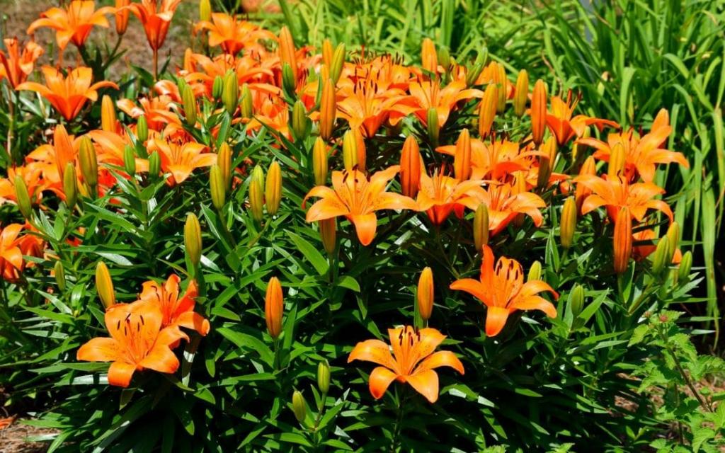 Lilien: Pflanzung und Pflege im Freiland