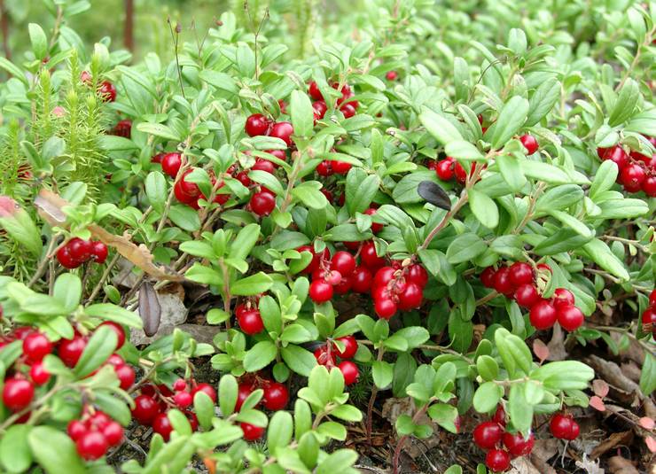 Preiselbeeren pflanzen und pflegen im Freiland