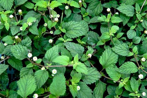 Anbau von Lippia dulcis