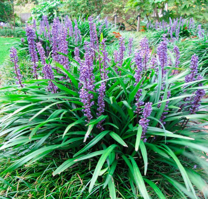 Liriope: Pflanzung und Pflege
