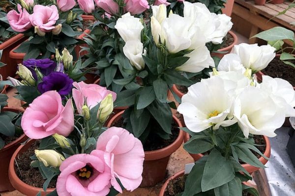 Lisianthus-Anbau aus Samen zu Hause