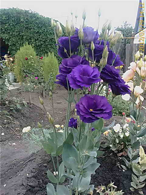 Anbau von Lisianthus im Freiland
