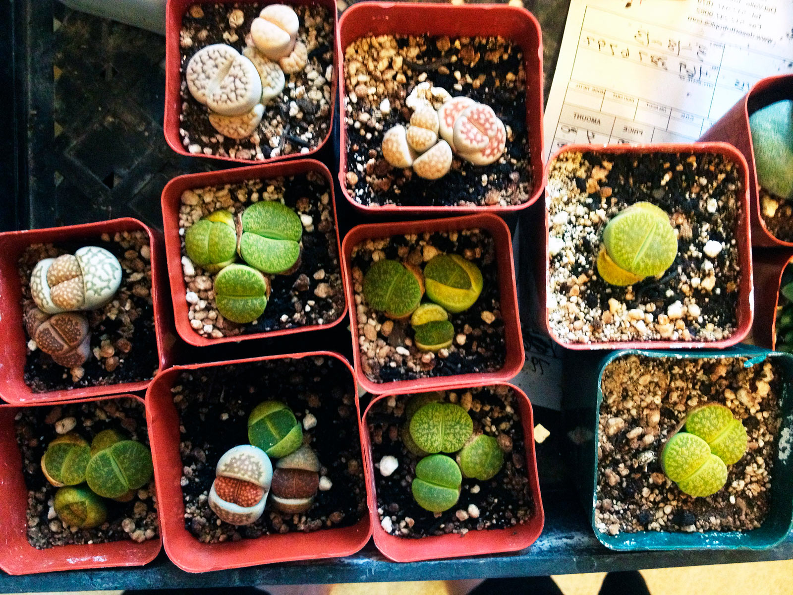 Lithops aus Samen zu Hause anziehen
