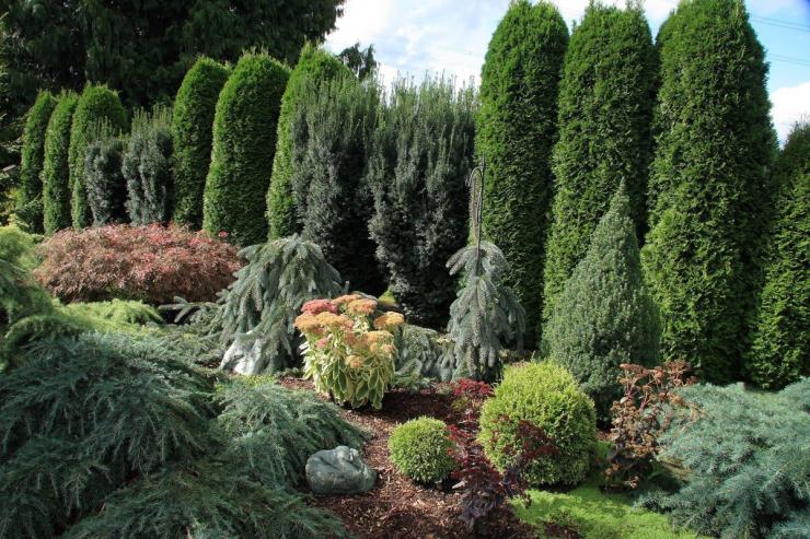Hecke aus Nadelgehölzen