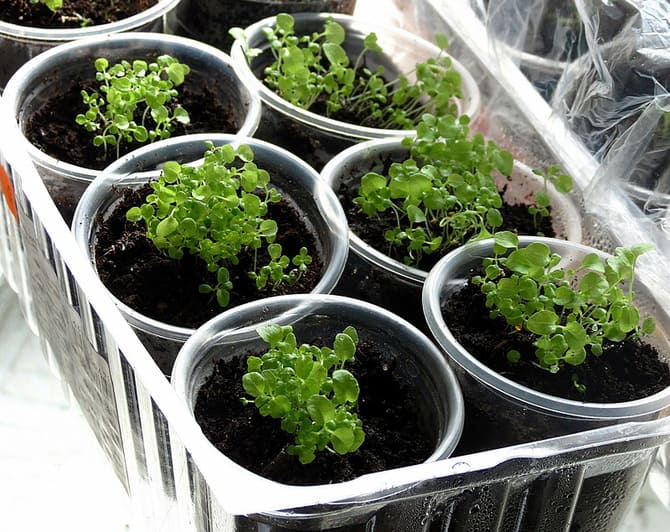 Lobelia Anbau aus Samen zu Hause