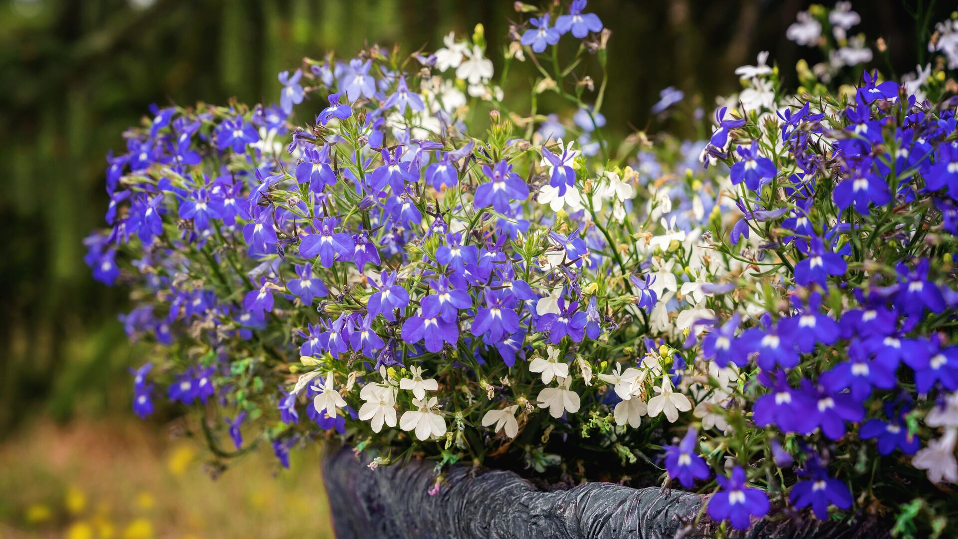 Lobelia pflanzen vor dem Winter