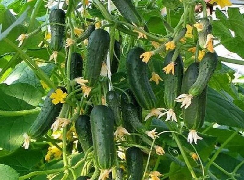Gurken mit langer Fruchtperiode für den Freilandanbau