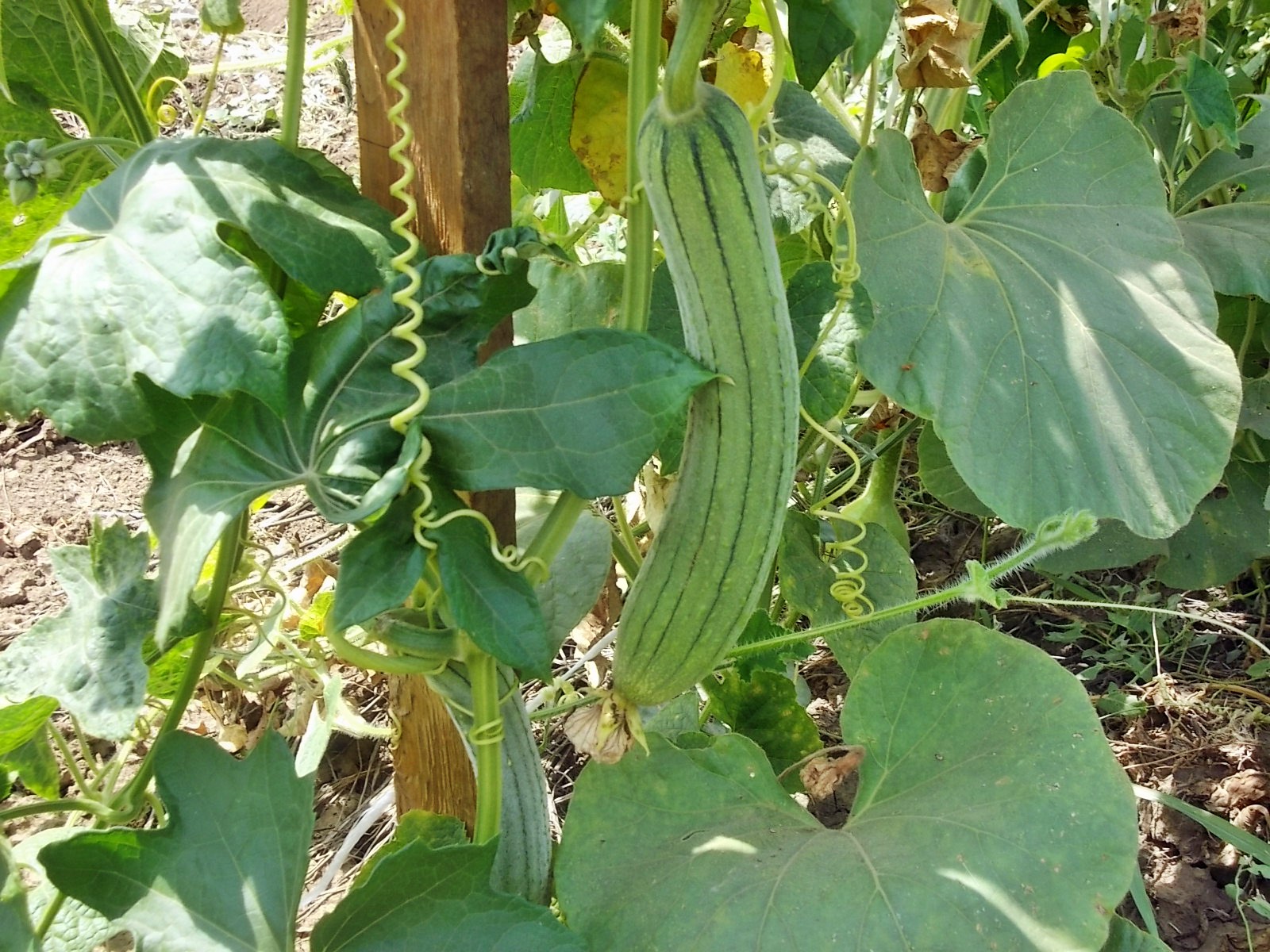 Luffa: Anzucht aus Samen unter heimischen Bedingungen
