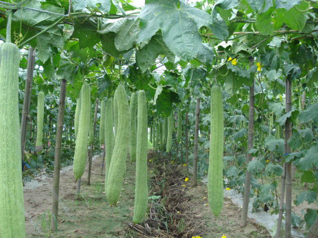 Anbau der Luffa-Pflanze
