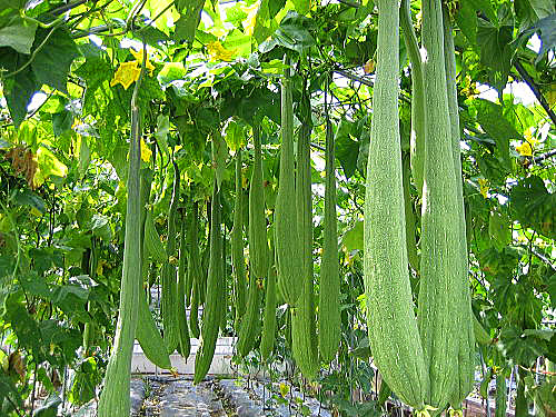 Anbau der Luffa-Pflanze