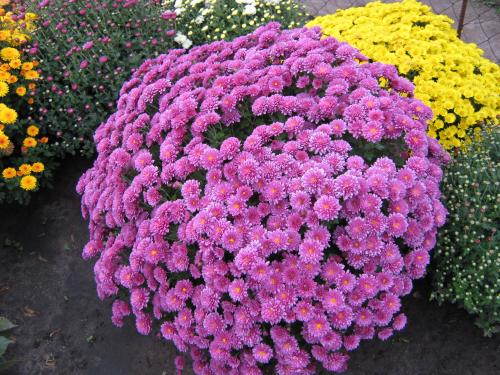 Niedrig wachsende Chrysanthemen anbauen