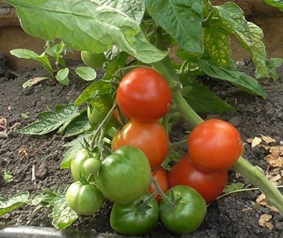 Niedrigwüchsige Tomaten für den Freilandanbau ohne Ausgeizen