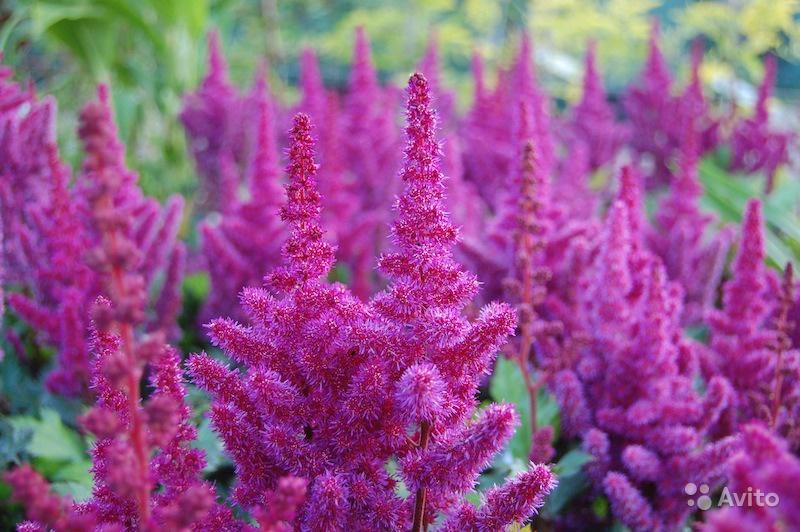 Anspruchslose mehrjährige Pflanzen für den Garten