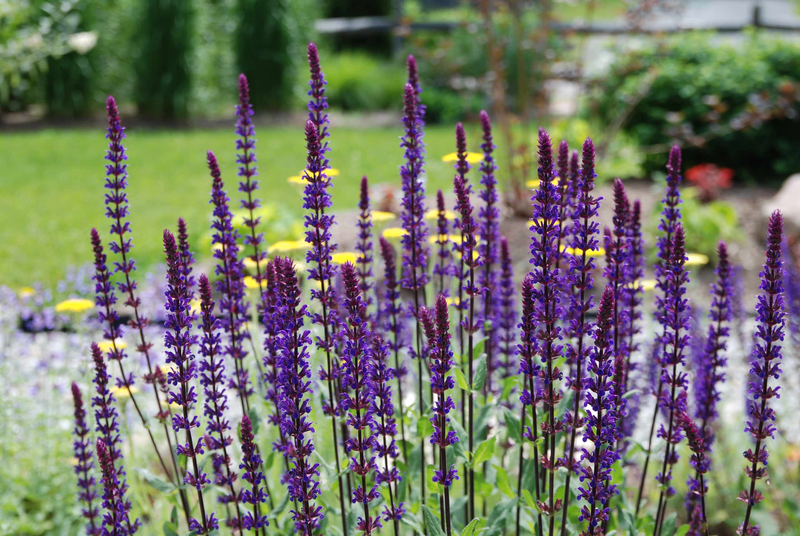 Pflegeleichte Pflanzen für den Garten