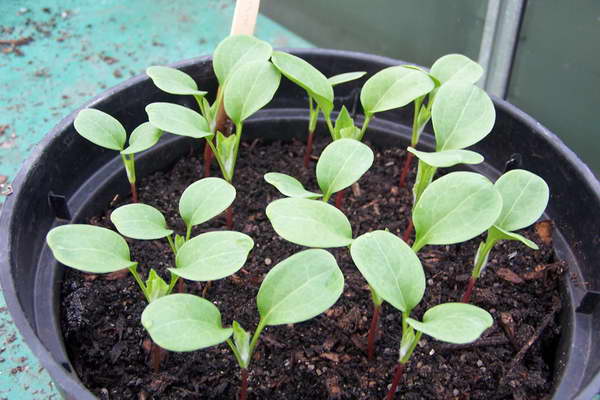 Lunaria: Anbau aus Samen – wann pflanzen?