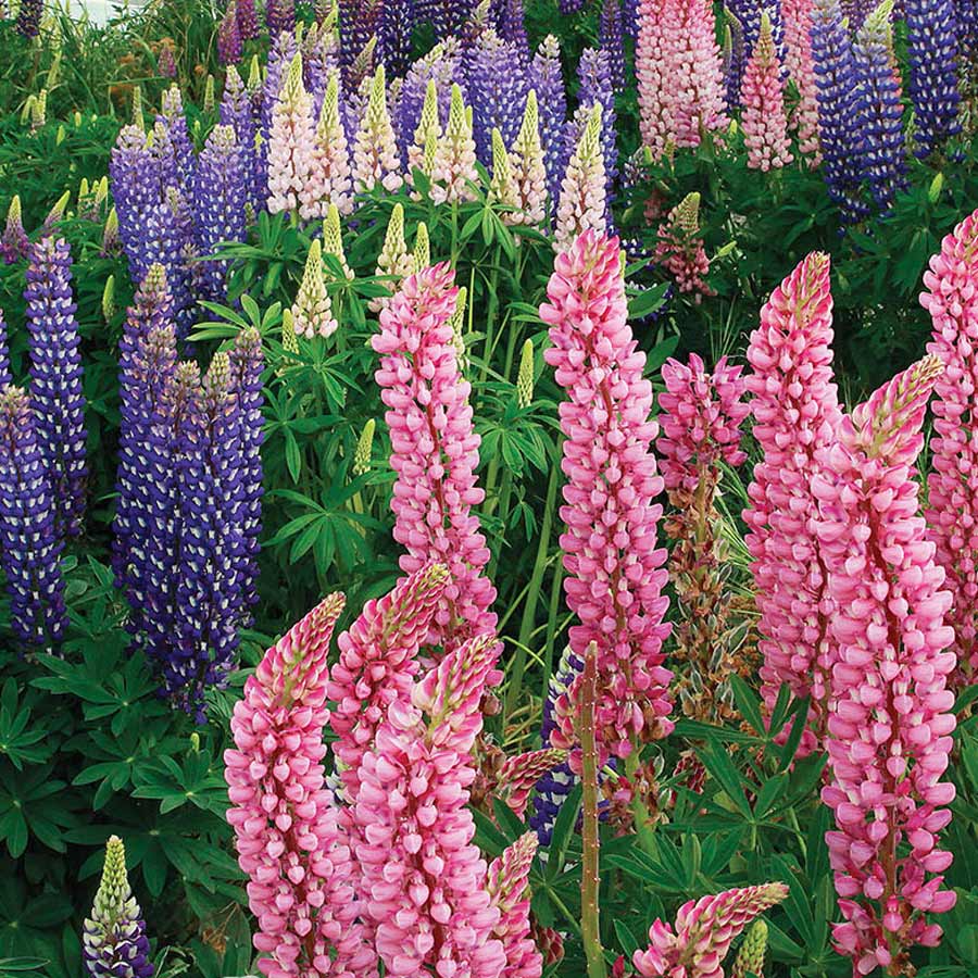 Lupine Minarett: Anbau aus Samen