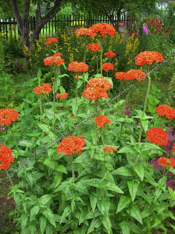 Lychnis Vesuv: Anzucht aus Samen
