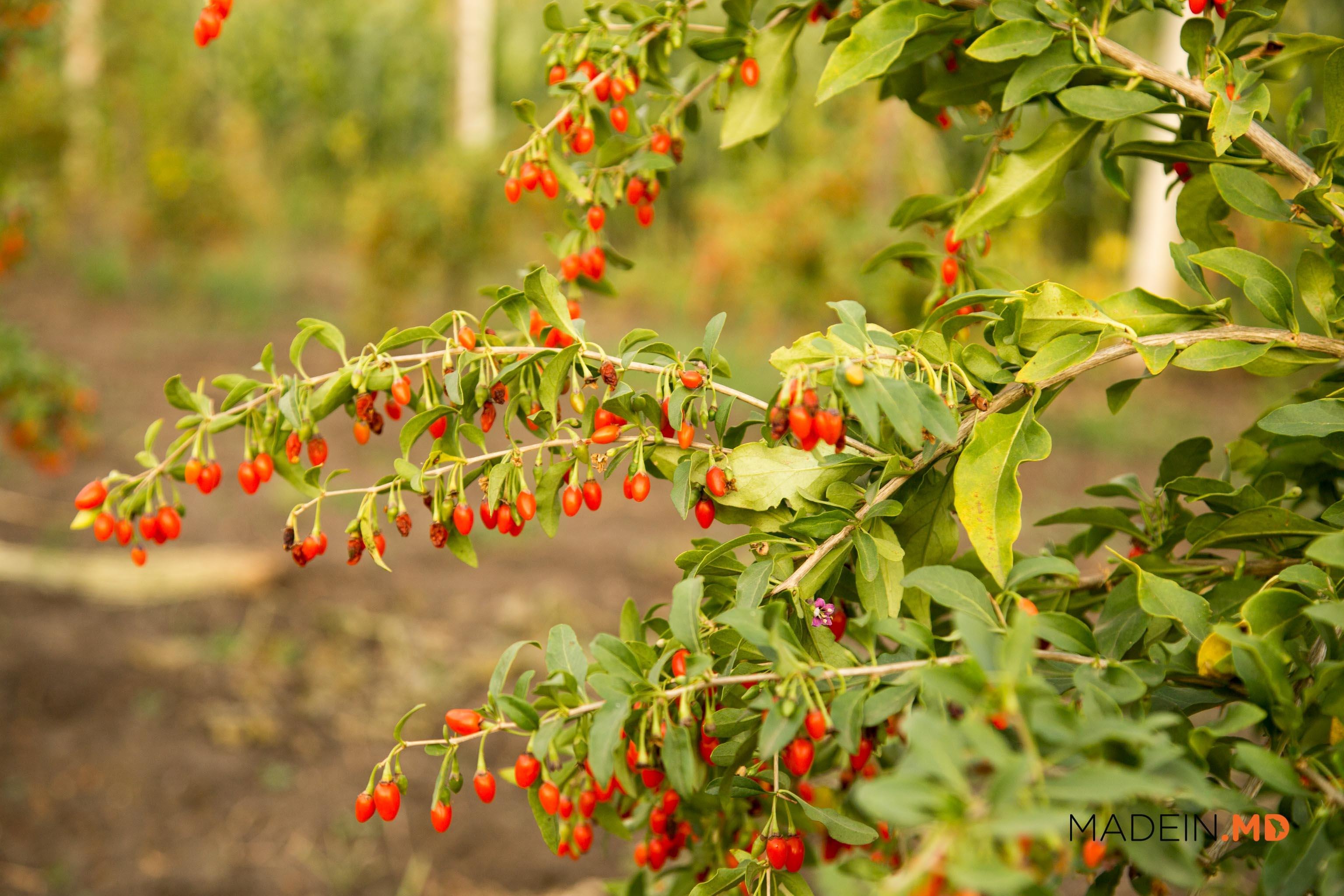 Pflanzung und Pflege der Goji-Beere