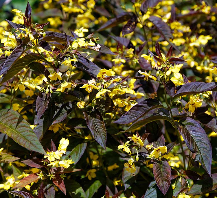 Anbau von Lysimachia Golden Jelo aus Samen