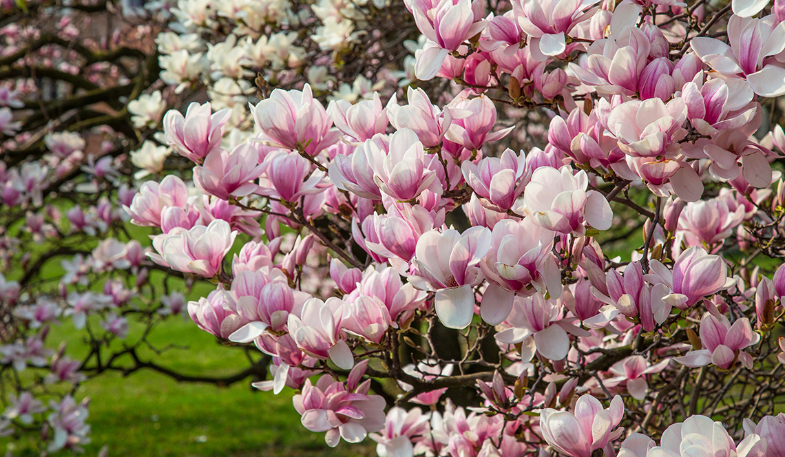 Magnolie: Pflanzensorten und ihr Anbau