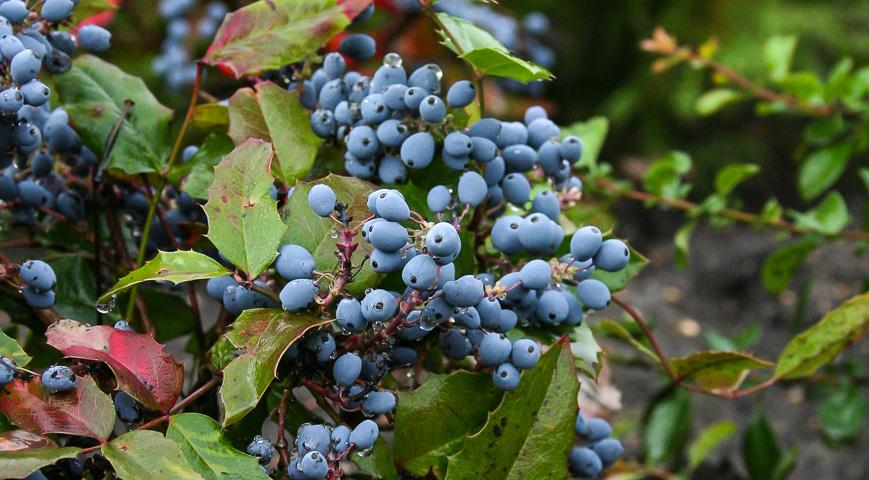 Vermehrung von Mahonia aquifolium