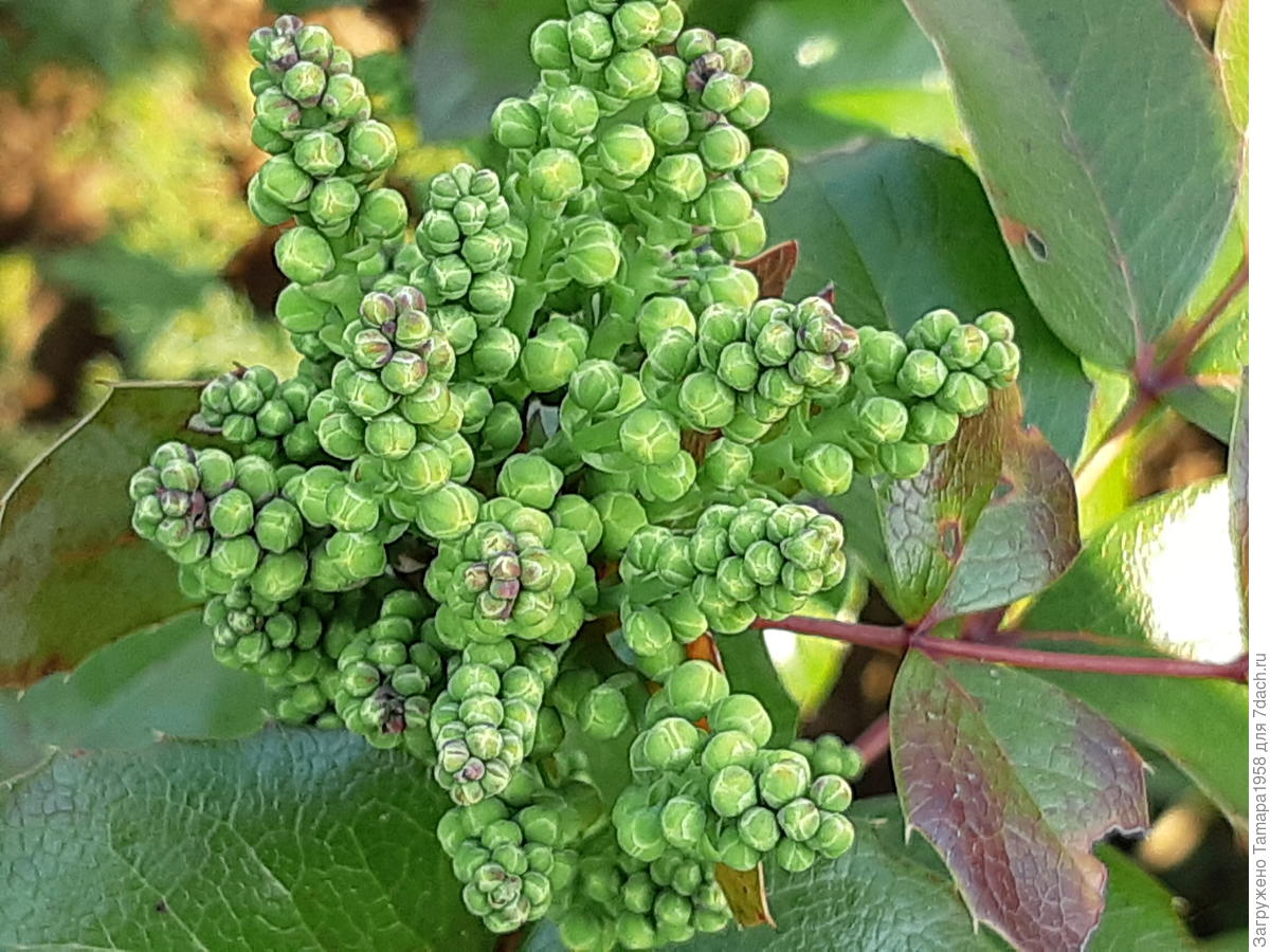 Mahonia aquifolium Vermehrung durch Samen