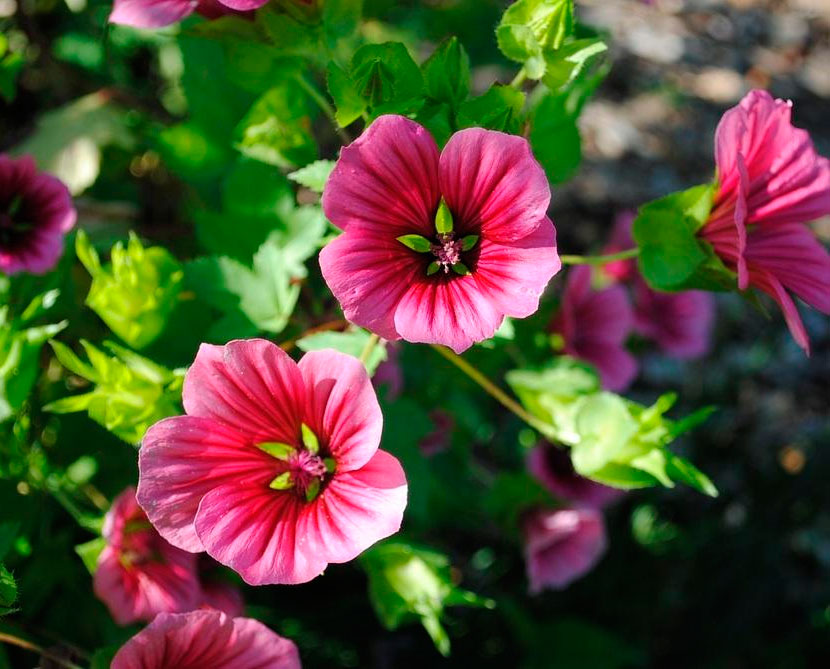 Malope aus Samen ziehen: Wann pflanzen?