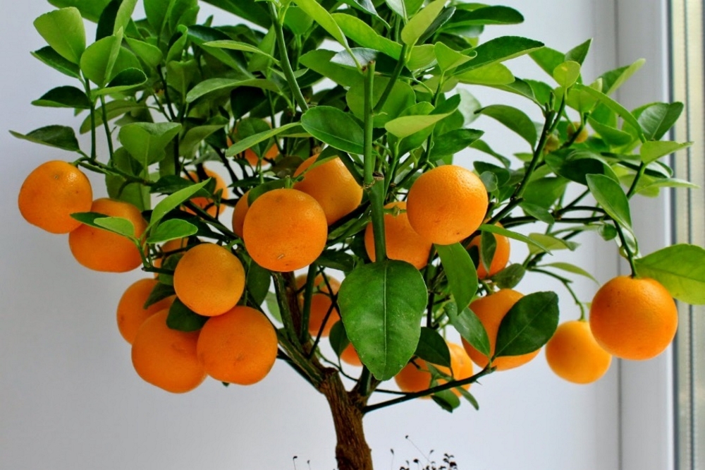 Mandarine Pflanzung und Pflege zu Hause