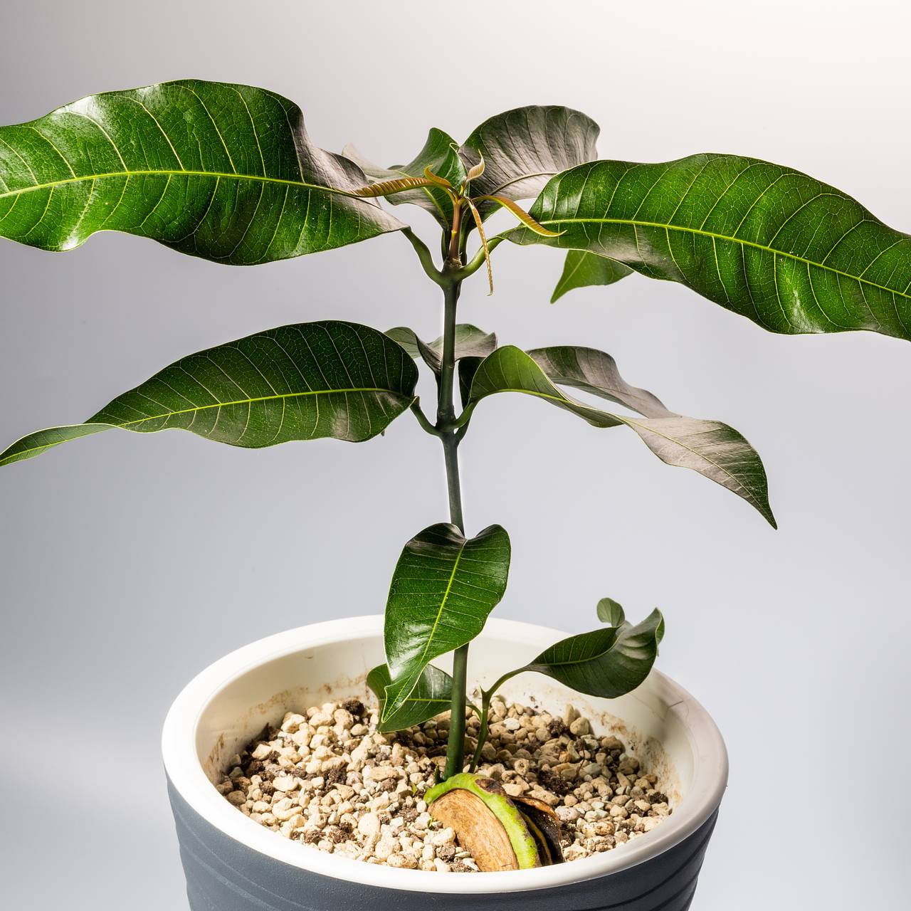 Mangobaum zu Hause anbauen