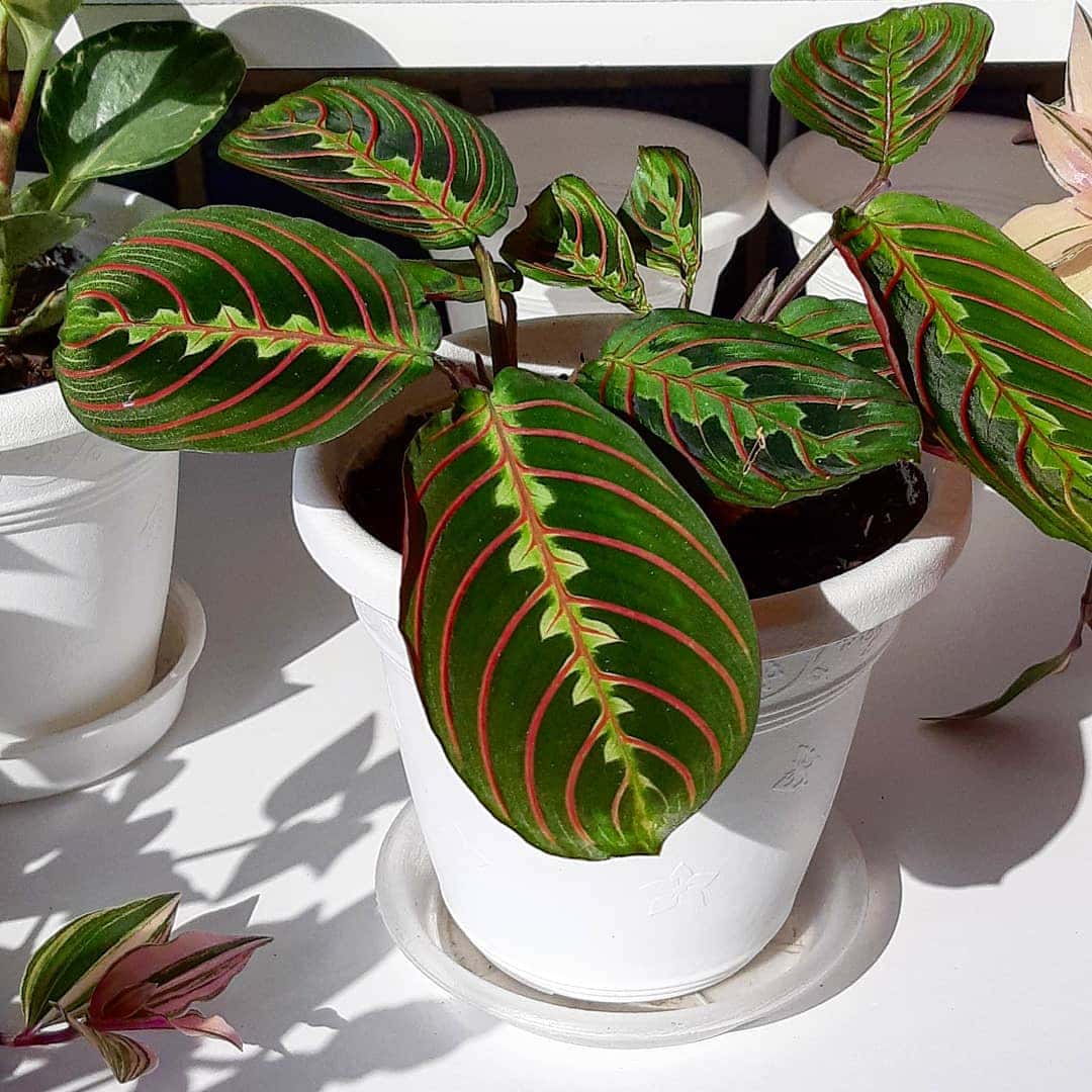 Vermehrung der Maranta zu Hause