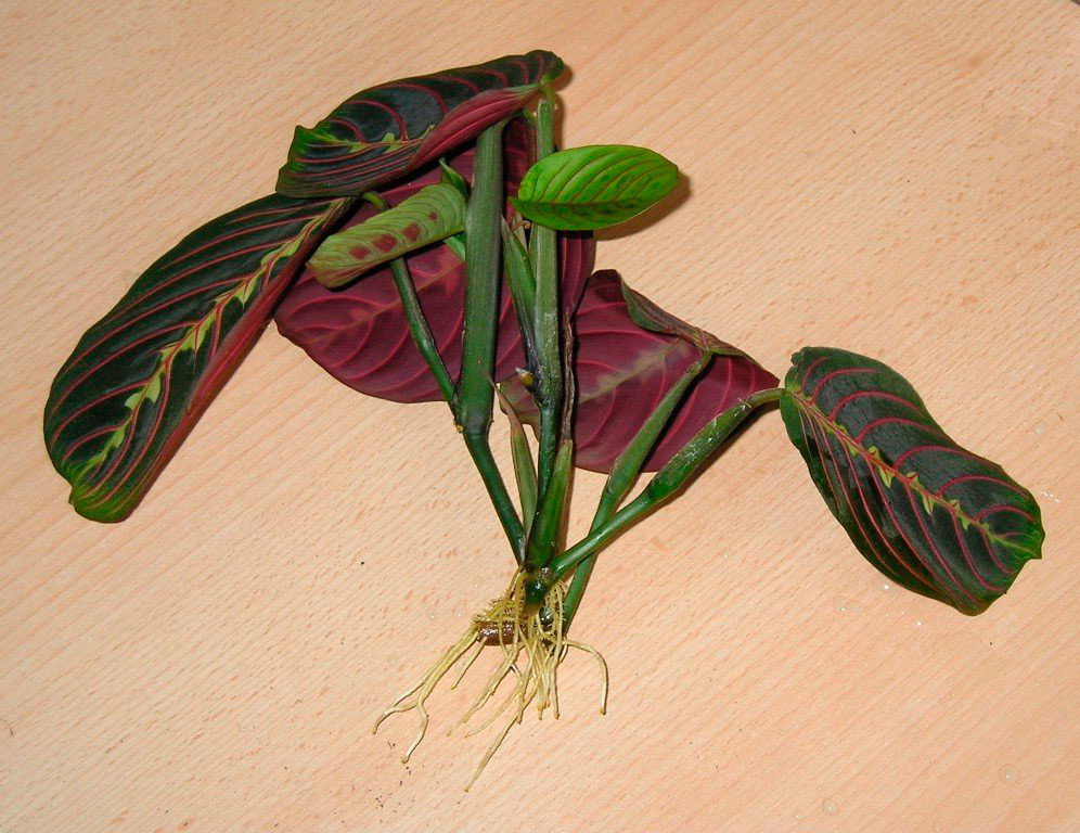 Maranta: Vermehrung durch Blatt