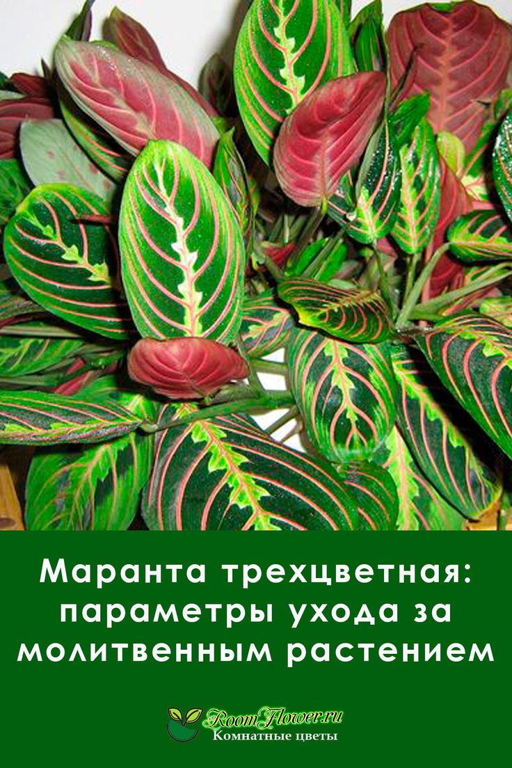Maranta tricolor Vermehrung